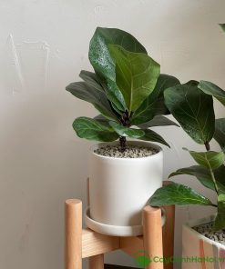Bàng Singapore mang ý nghĩa tài lộc, thịnh vượng và sự phát triển ổn định