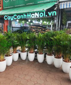 Cau tiểu trâm thu hút tài lộc và xua đuổi những điều không may mắn