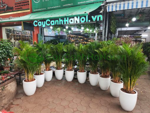 Cau tiểu trâm thu hút tài lộc và xua đuổi những điều không may mắn
