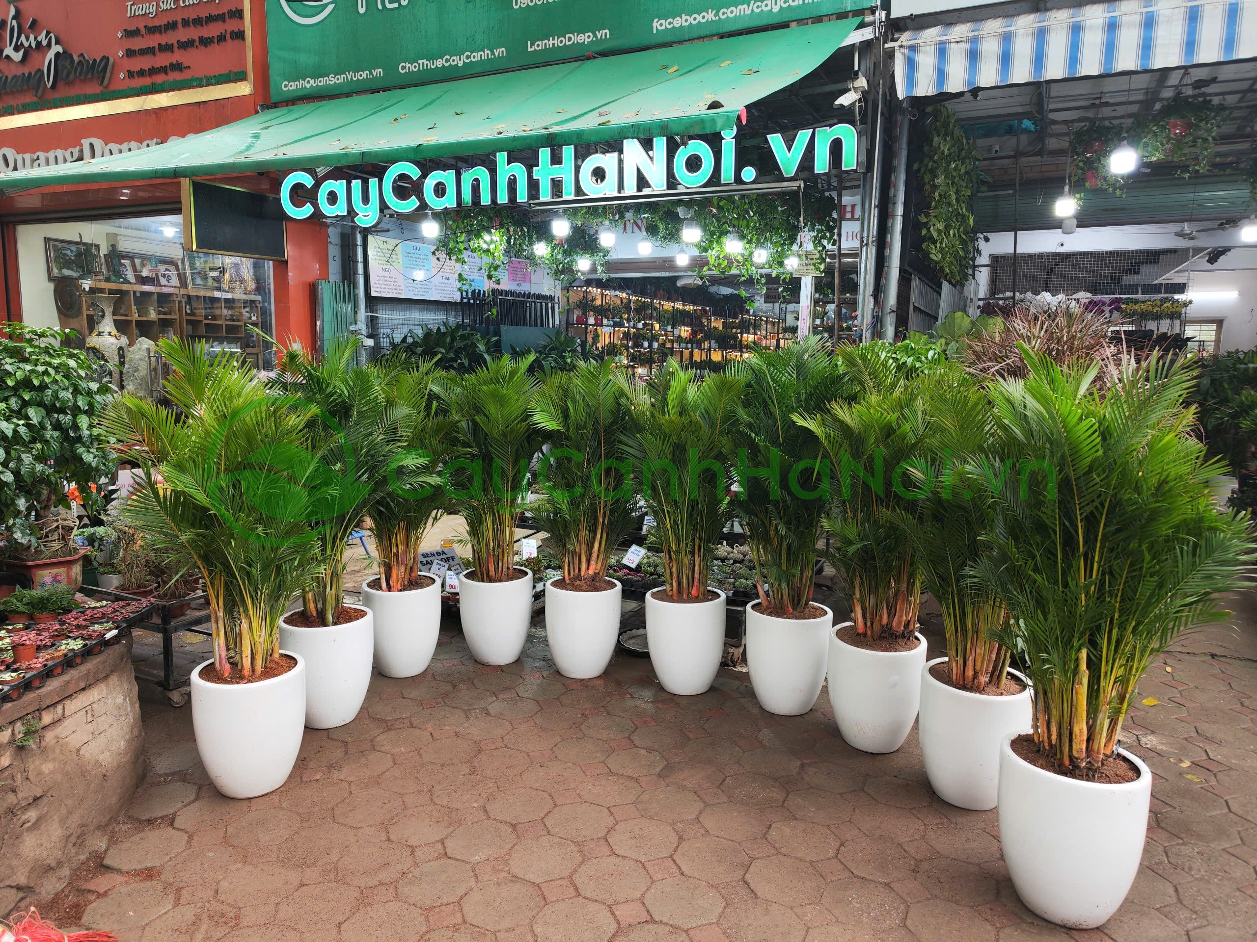 Cau tiểu trâm thu hút tài lộc và xua đuổi những điều không may mắn