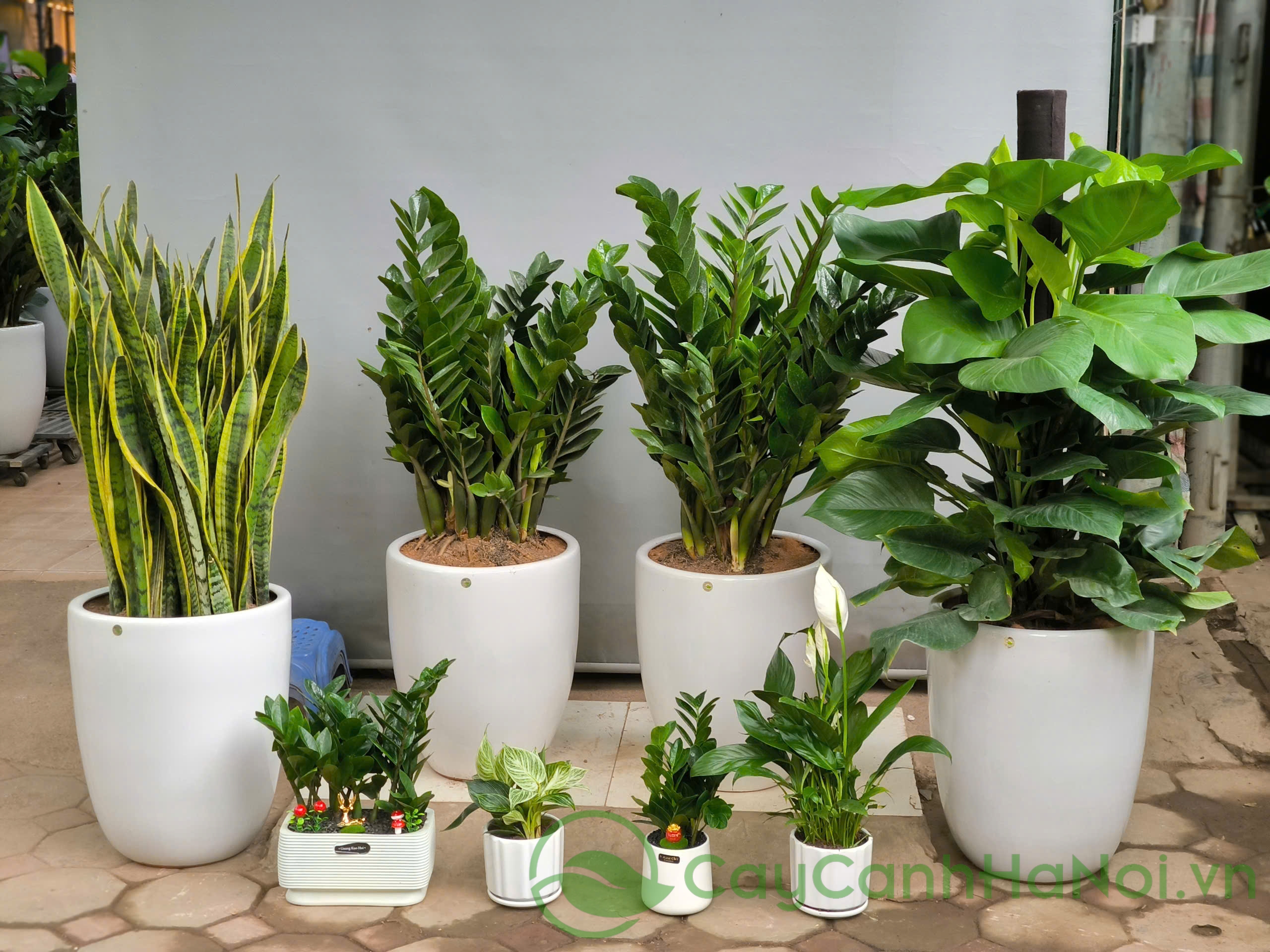 Cây Cảnh Hà Nội nổi bật với sự đa dạng cây cảnh và chính sách giá cạnh tranh