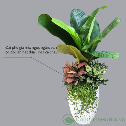 Cây đại phú gia đặc biệt hợp với mệnh Mộc và Thổ
