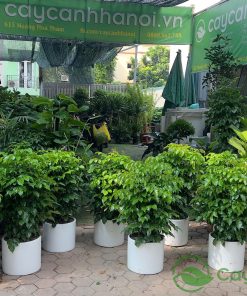 Đến Cây Cảnh Hà Nội để mua cây hạnh phúc đẹp, chất lượng