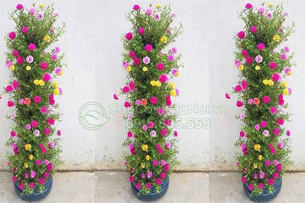Hoa 10h thái trồng dạng trụ tròn tạo điểm nhấn