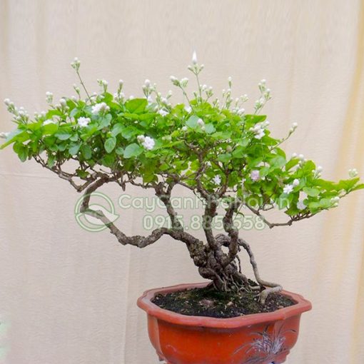 Cây hoa nhài (lài ta) bonsai