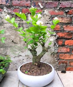 Cây hoa nhài cổ thụ
