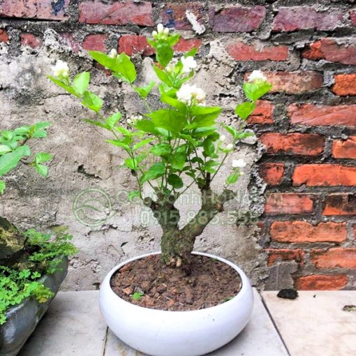 Cây hoa nhài cổ thụ