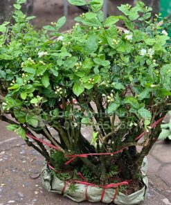 Cây hoa nhài gốc to