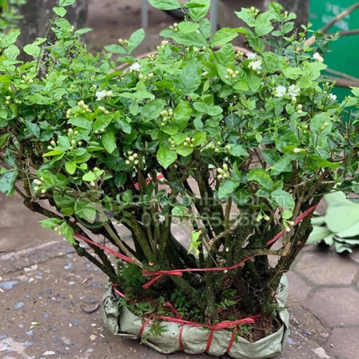 Cây hoa nhài gốc to