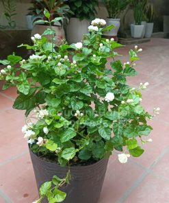 Cây hoa nhài là nhỏ