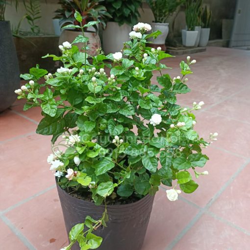 Cây hoa nhài là nhỏ