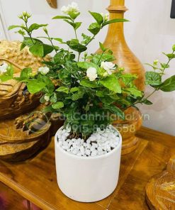 Cây hoa nhài nhỏ
