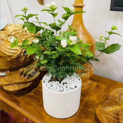 Cây hoa nhài nhỏ