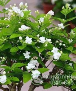 Đặc điểm cây hoa nhài (lài ta)