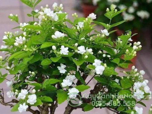 Đặc điểm cây hoa nhài (lài ta)