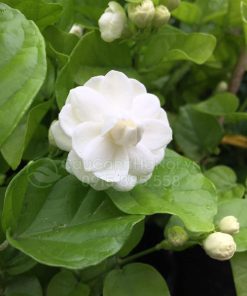 Đặc điểm cây hoa lài ta