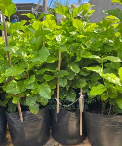 Cây hoa nhài rất dễ trồng