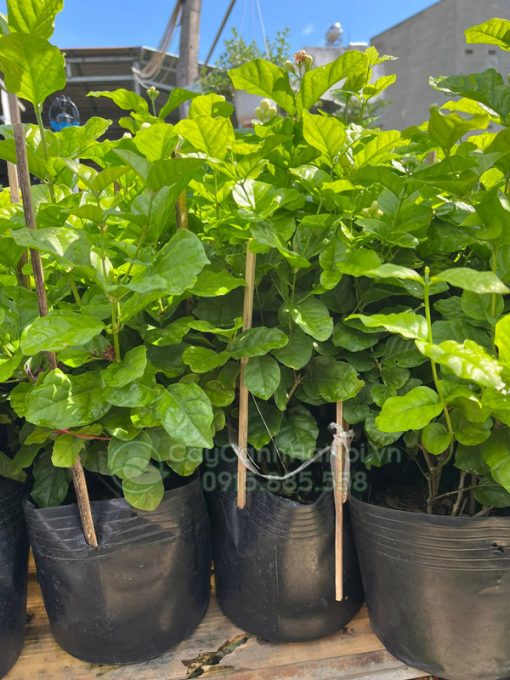 Cây hoa nhài rất dễ trồng