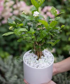 Cây hoa nhài lài ta rất dễ nhân giống