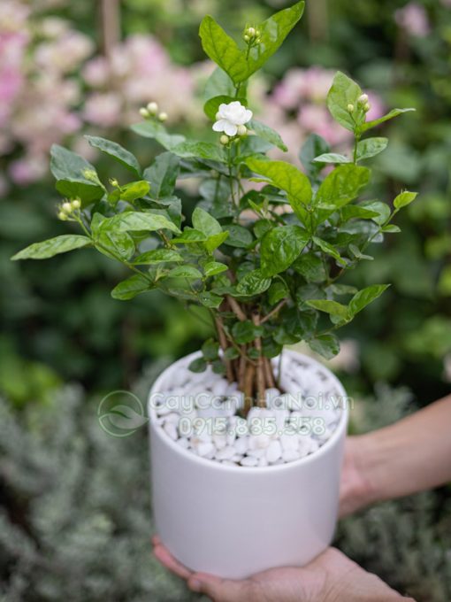 Cây hoa nhài lài ta rất dễ nhân giống