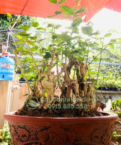 Cây hoa nhài bonsai