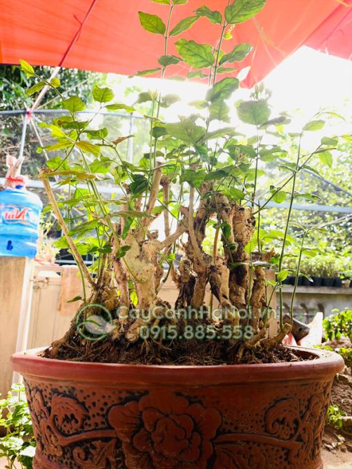 Cây hoa nhài bonsai