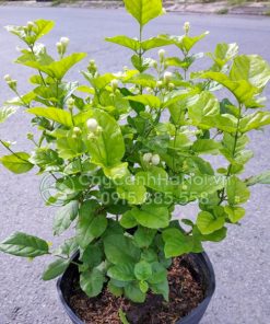 Cây hoa nhài ta