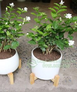 Cây hoa nhài lài ta rất dễ nhân giống