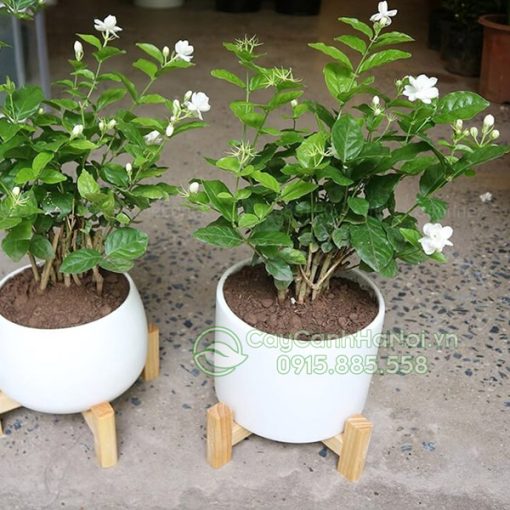 Cây hoa nhài lài ta rất dễ nhân giống