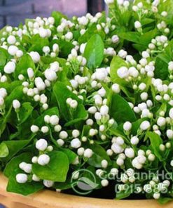 Cây hoa nhài thường được trồng trang trí sân vườn hoặc công viên