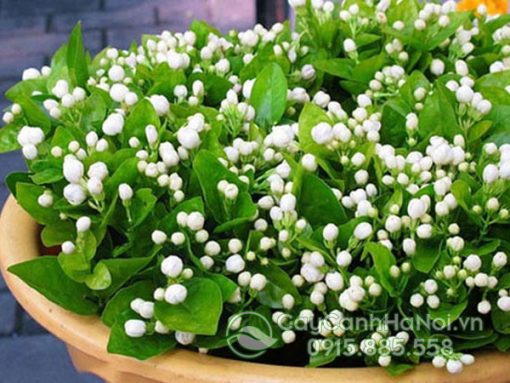 Cây hoa nhài thường được trồng trang trí sân vườn hoặc công viên