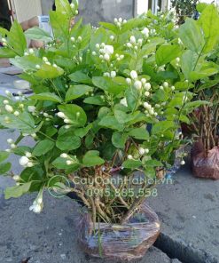 Cây hoa lài ta trồng chậu sứ đẹp