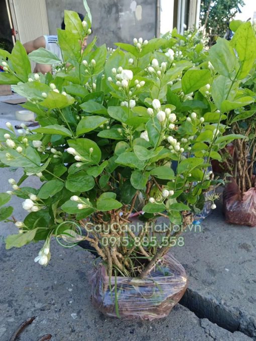 Cây hoa lài ta trồng chậu sứ đẹp