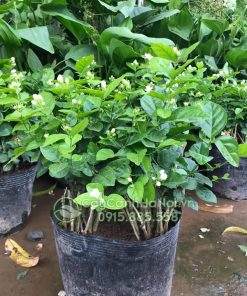 Phòng trừ sâu bệnh cho cây lài ta