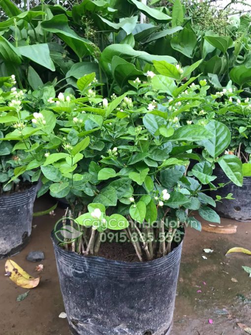Phòng trừ sâu bệnh cho cây lài ta