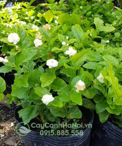 Những lưu ý khi chăm sóc cây phong lá đỏ