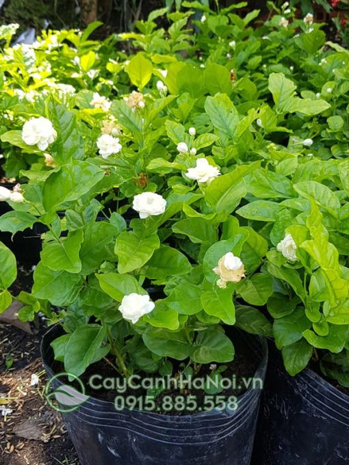 Những lưu ý khi chăm sóc cây phong lá đỏ