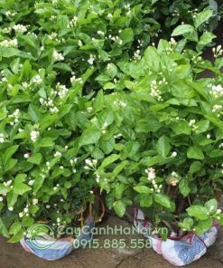 Cây hoa nhài - lài ta ưa nắng