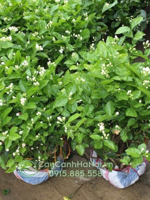 Cây hoa nhài - lài ta ưa nắng