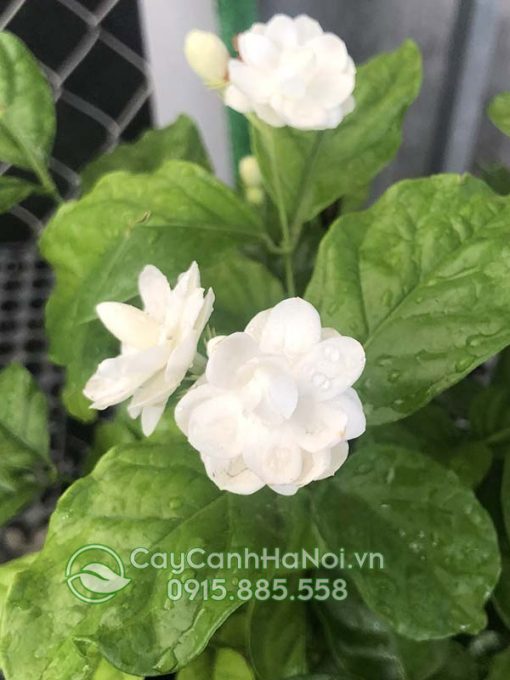 Hoa lài ta ra hoa quanh năm