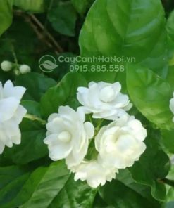 Cây hoa nhài hay còn gọi là hoa lài