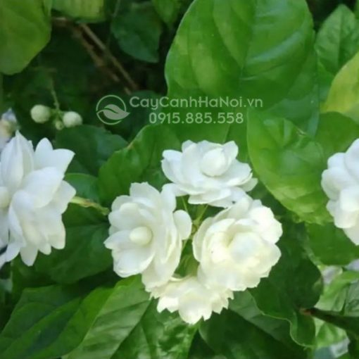 Cây hoa nhài hay còn gọi là hoa lài