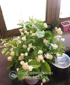 Cây lài ta có mùi hương dễ chịu