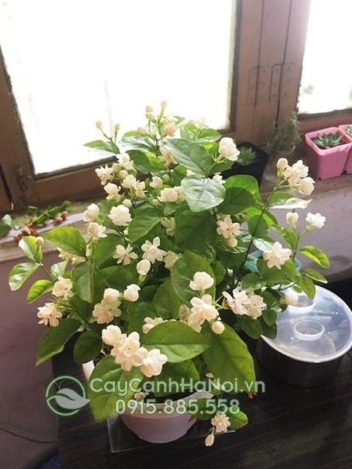 Cây lài ta có mùi hương dễ chịu