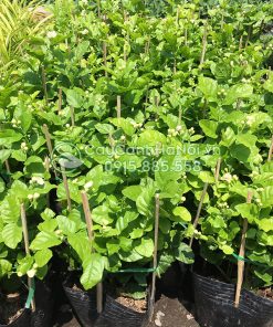 Nơi bán cây hoa nhài kép đẹp giá rẻ tại Hà Nội