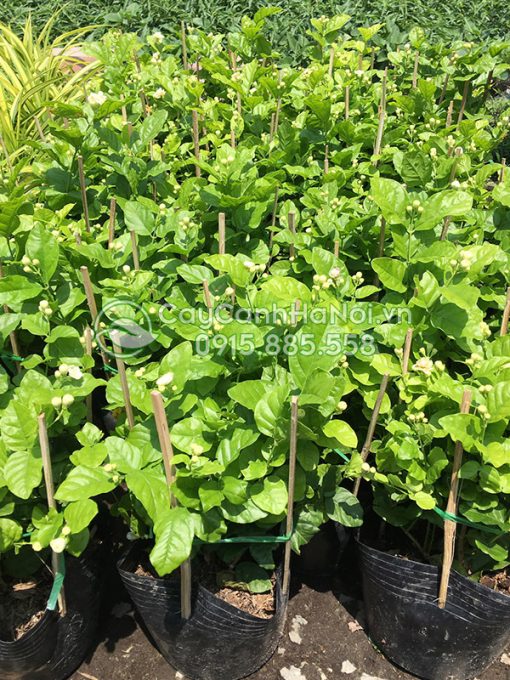 Nơi bán cây hoa nhài kép đẹp giá rẻ tại Hà Nội