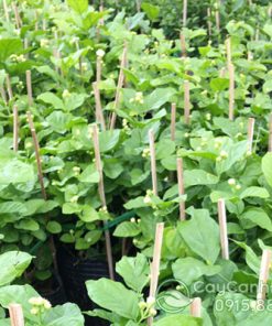 Shop cung cấp cây hoa lài ta số lượng lớn