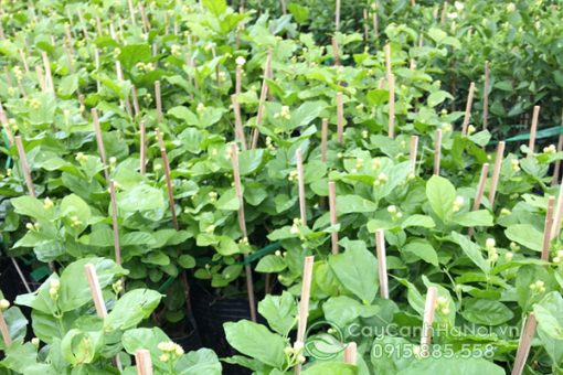 Shop cung cấp cây hoa lài ta số lượng lớn