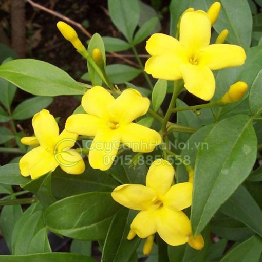 Cây hoa nhài vàng