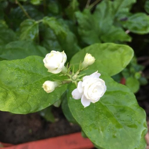 Hoa nhài cánh kép